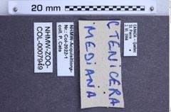 Etiketten zu Prosternon medianus (Germar, 1843) (NHMW-ZOO-COL-0007949)